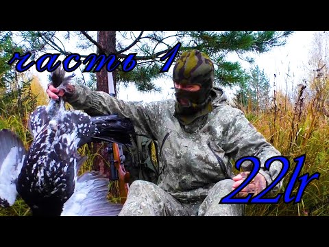 Видео: 22 lr / В ГЛУХАРИНЫЙ РАЙ С МЕЛКАШКОЙ.