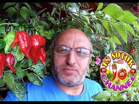 Видео: Весенняя обрезка и формировка кустов сверх острого перца