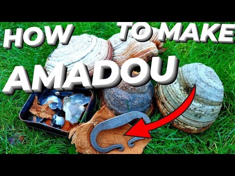 Видео: КАК ОБРАБОТАТЬ АМАДУ ОТ ГРИБКА КОПЫТ У ЛОШАДЕЙ | РАЗЖИГАНИЕ ОГНЯ НА БУСТЕРКЕ | FOMMES FOMENTARIUS