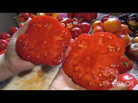 Видео: Очередная сочная дегустация томатов!🍅