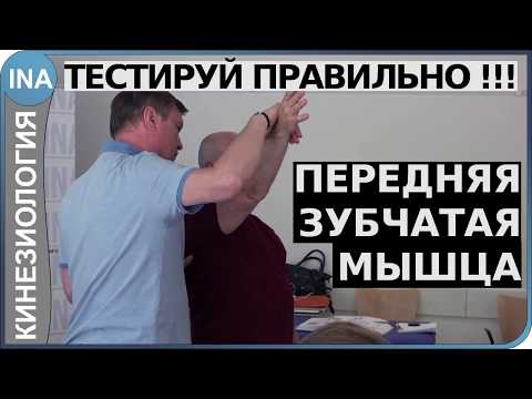 Видео: Мышечное тестирование. Передняя зубчатая мышца. Прикладная кинезиология