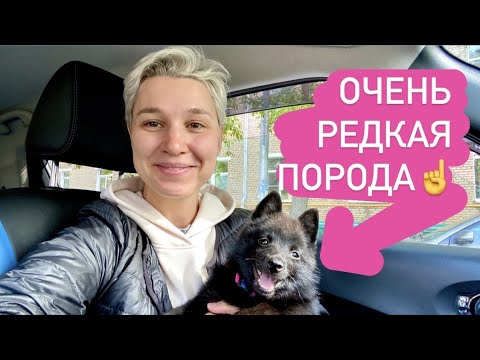 Видео: как я наконец выбрала и завела собаку