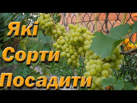 Видео: Які сорти винограду посадити. Перевірені сорти столового винограду