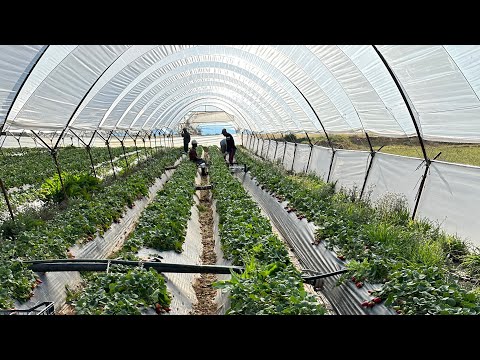 Видео: #греция #работа #курорт все трудности работы в Греции.