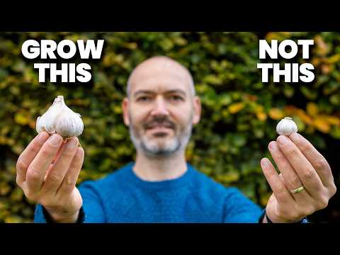 Видео: Хитрость, как увеличить урожай чеснока в 3 раза
