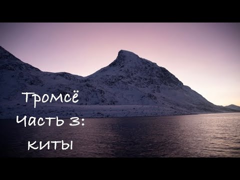 Видео: Тромсё, часть 3: киты, город и пивоварня // Tromsø Part 3 - whales, city and beer brewing