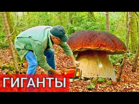 Видео: Грибы Огромных Размеров Полянами - Я ещё Таких Не Собирал ! Нетронутый Грибной Лес - Грибы 2020