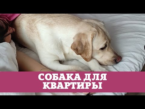 Видео: Лабрадор лучшая порода для квартиры