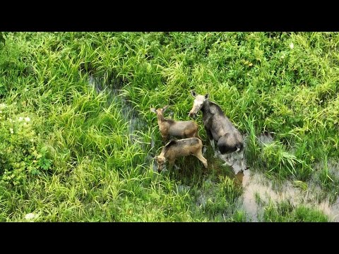 Видео: Лосиха с лосятами на Сехе