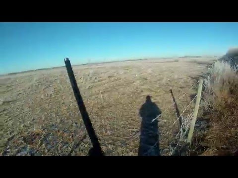Видео: Охота на лису и койота петлями и капканами