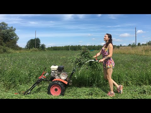 Видео: СОЧНЫЙ Сенокос в Деревне. Такого сенокоса вы еще не видели. Косим густую люцерну мотоблоком