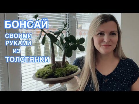 Видео: ДЕЛАЮ ИЗ ТОЛСТЯНКИ БОНСАЙ 🌱 ПЕРВЫЙ ОПЫТ И ЧТО ПОЛУЧИЛОСЬ !