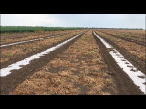 Видео: Овощи на No-till?