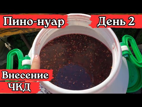Видео: Красное вино из винограда "Пино-нуар". День 2. (Внесение ЧКД, активатор брожения)