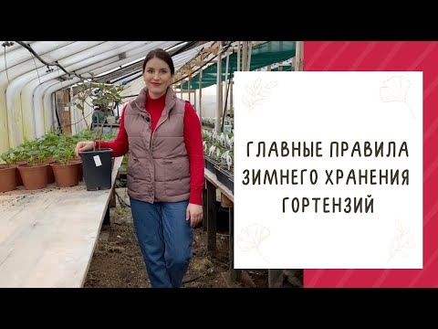 Видео: КАК ХРАНИТЬ ГОРТЕНЗИЮ ЗИМОЙ, ЧТОБЫ НЕ СОЖАЛЕТЬ ВЕСНОЙ!