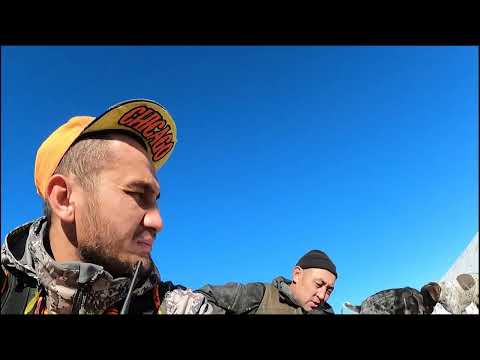 Видео: КЕКИЛИК АҢЧЫЛЫК / РИКОго чалгыла / Талас