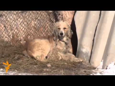 Видео: Карышкыр изине түшкөн аңчы жигит