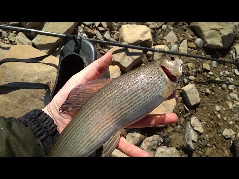 Видео: рыбалка/ловля хариуса на мелкой речке