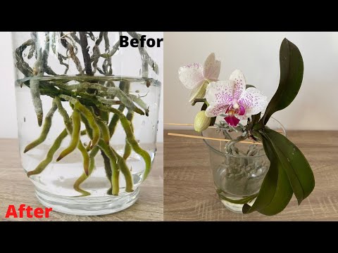 Видео: Попробуйте этот метод для орхидей, невероятно эффективный / без почвы и простой в обслуживании Быстр