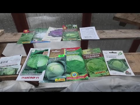 Видео: 25 04-3 05 24г посев в теплице капусты,свеклы и цветов