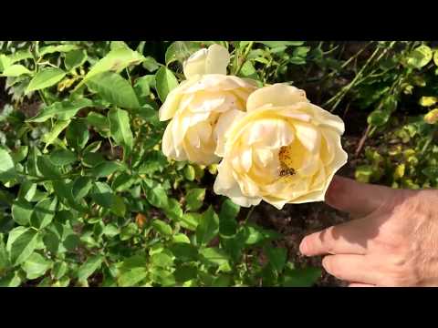 Видео: Экскурсия по саду. Осень