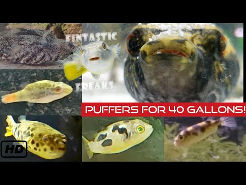 Видео: 8 отличных пуховиков объемом 40 галлонов или меньше!