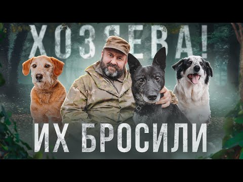 Видео: ЗАЧЕМ ТЕБЕ СОБАКА? Удивительные ИСТОРИИ ДВОРНЯЖЕК! Дрессировка собак. БОСКО