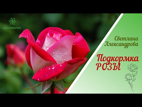 Видео: Весенняя подкормка роз! Один раз и на весь сезон! ЗДОРОВЫЕ и ОБИЛЬНО ЦВЕТУЩИЕ розы!