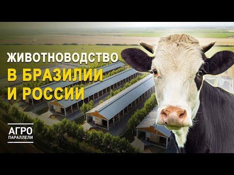 Видео: Животноводство в РФ и Бразилии: как отрасль влияет на экономику двух стран. Агропараллели. Выпуск №4