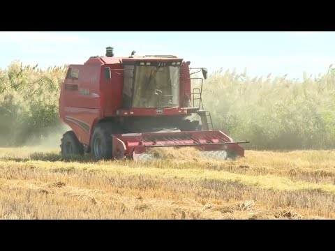 Видео: Уборка риса идёт в области Жетысу