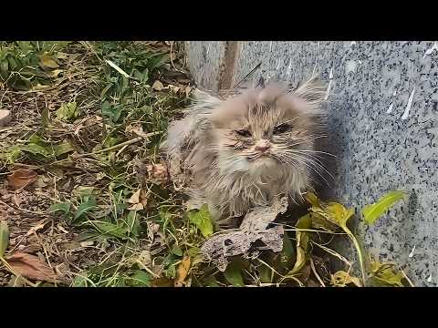 Видео: Замерзающий, отчаянный котёнок оставлен без внимания прохожих, пока не случилось это