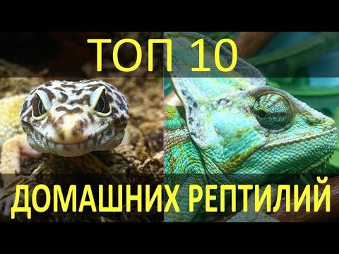 Видео: ТОП-10 РЕПТИЛИЙ ДЛЯ ДОМА! Какие рептилии лучше всего подойдут для домашнего содержания!