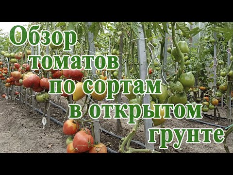 Видео: Обзор томатов по сортам в открытом грунте