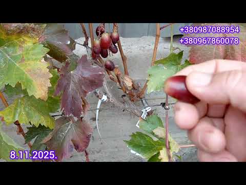 Видео: Пакую.Знов корчую.Завал!!!