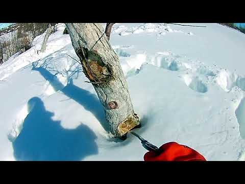 Видео: Яблоня. Как я обрезал старую яблоню на восстановление 2021год
