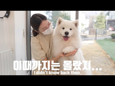 Видео: Стрижка крупной собаки самоед!!