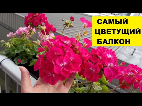 Видео: САМЫЙ ЦВЕТУЩИЙ БАЛКОН