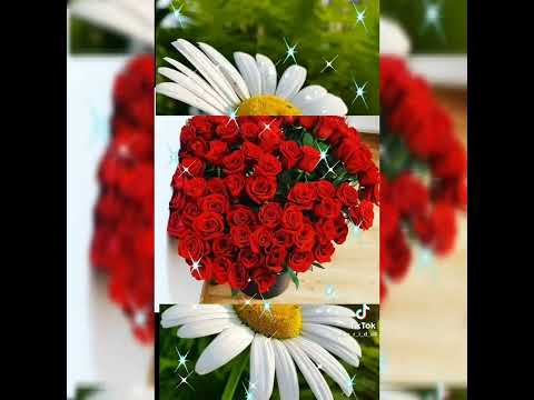 Видео: Кадерлем минем