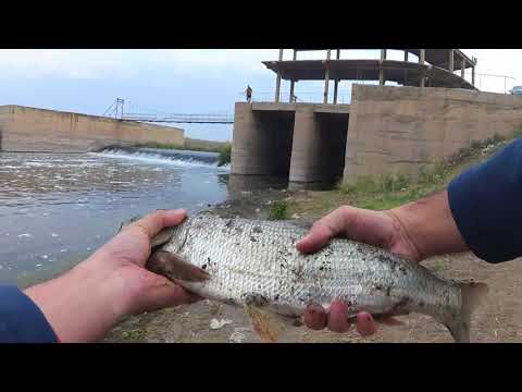 Видео: Рыбалка в Ранчпаре. Ловля Крупного Жереха