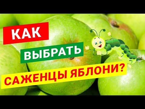 Видео: Как выбрать саженцы яблони