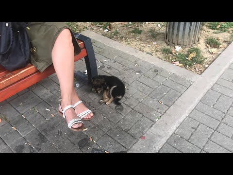 Видео: Заброшенная у оживленной дороги, она ждала... всеми забытая, тоскуя по хотя бы одной руке помощи!