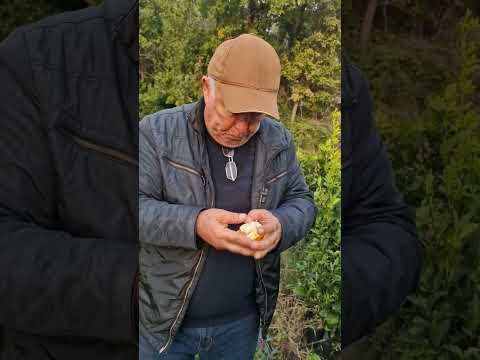 Видео: +992900004489 ватсап. ниҳоли апелсин 60 сомони.