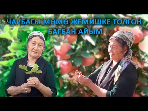 Видео: Чарбагы мөмө жемишке толгон багбан айым | "Чарбакер программасы"