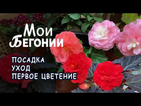 Видео: Бегония клубневая. Первое цветение, уход и выращивание. Мой опыт