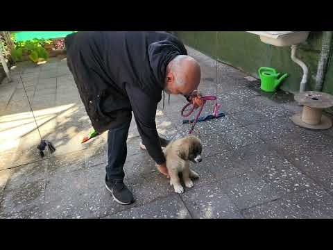 Видео: Бони, воспитание.