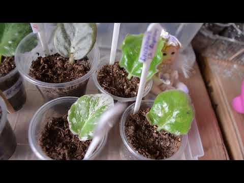 Видео: как поливать черенки фиалок  на укоренении