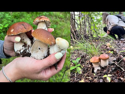 Видео: ГРИБНЫЕ ТУРЫ - СБОР БЕЛЫХ ГРИБОВ - Грибной туризм от GRIBNOF