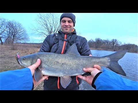 Видео: Ловимо Жереха на Спінінг. Риболовля на Десні