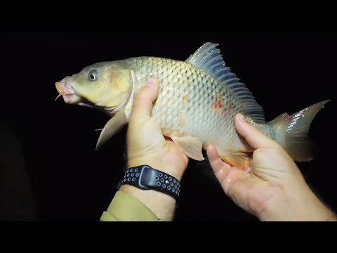 Видео: ЛОВЛЯ ДИКОГО САЗАНА НА РЕКЕ МАНЫЧ!