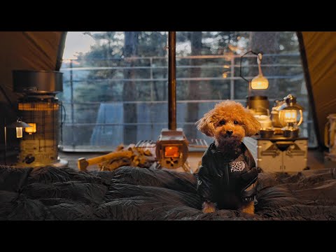 Видео: Одиночный кемпинг с моей собакой . Отдых в горячей палатке . Дровяная печь ASMR